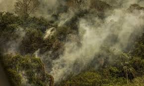 Crise climática pode provocar nova extinção em massa, diz pesquisador